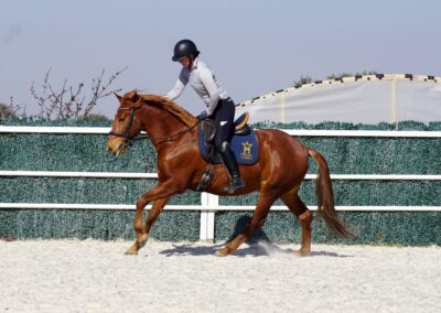 Verkaufspferd Lituano wird im Galopp geritten
