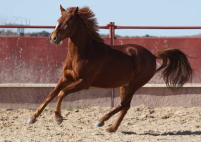 Verkaufspferd Lituano im Freilauf im Galopp