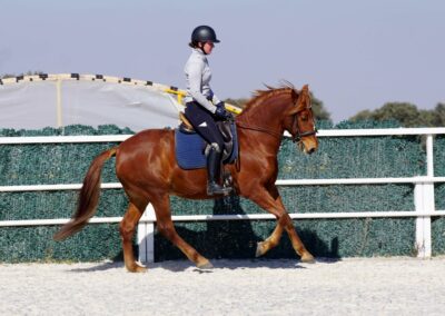 Verkaufspferd Lituano wird im Galopp geritten