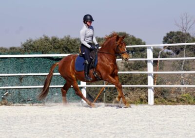 Verkaufspferd Lituano wird im Galopp geritten