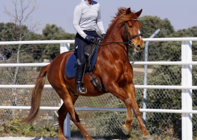 Verkaufspferd Lituano wird im Galopp geritten