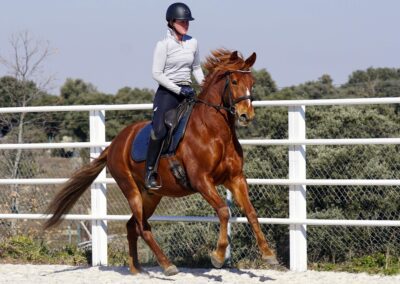 Verkaufspferd Lituano wird im Galopp geritten