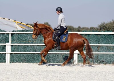 Verkaufspferd Lituano wird im Galopp geritten