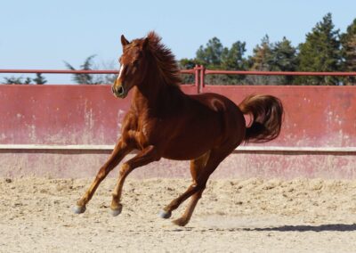 Verkaufspferd Lituano im Freilauf im Galopp