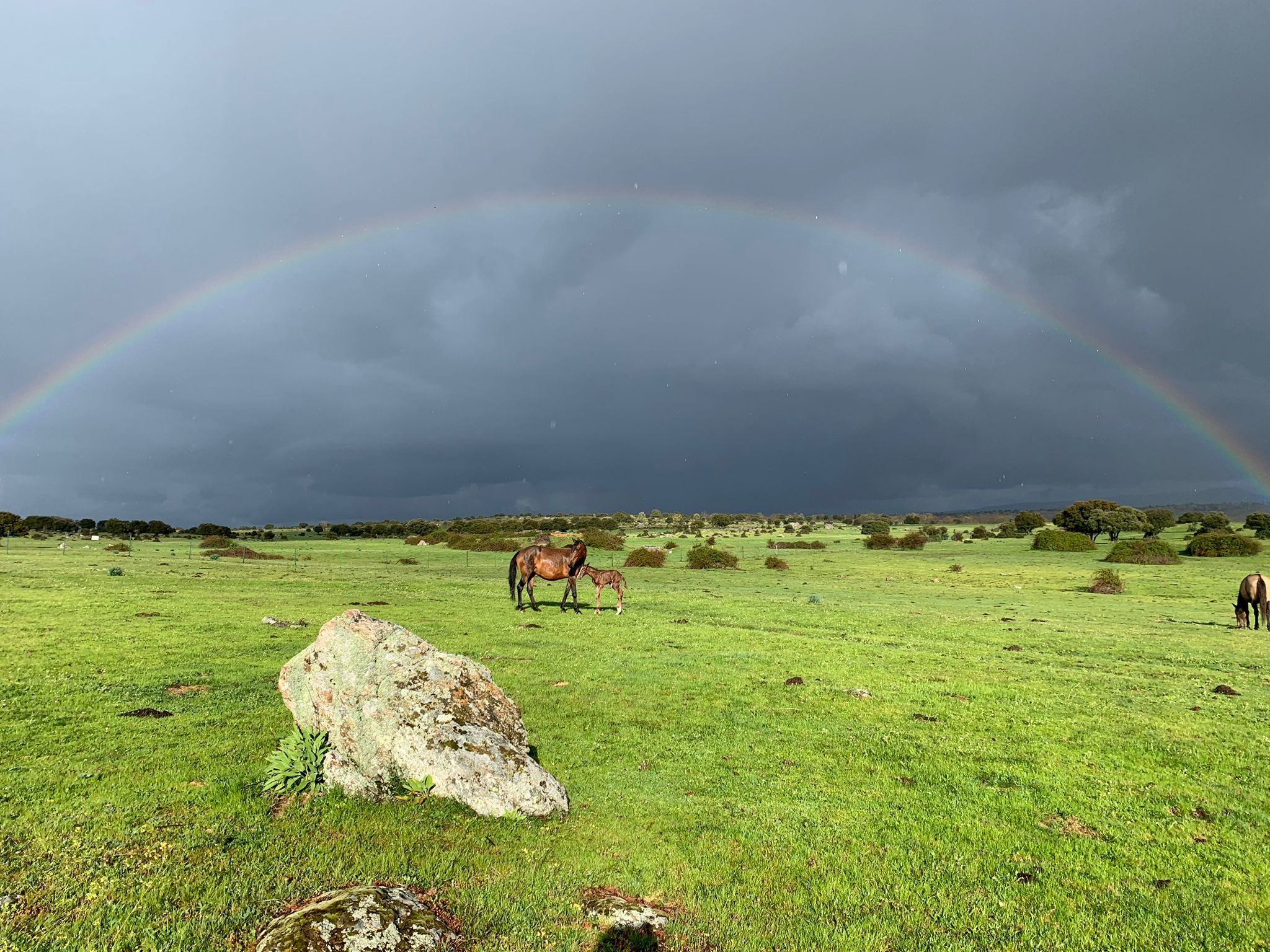 fohlengeburt-rainbow-yeguada-la-perla (2)